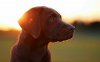 24021-labrador-1280x800-animal-wallpaper(2).jpg