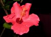 pink hibiscus.jpg