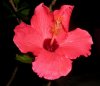 pink hibiscus2.jpg