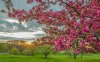 51935-pink-blossomed-tree-at-sunset-1280x800(2).jpg