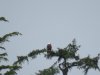 eagle001.JPG