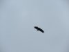 eagle002.JPG