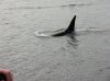whale001.JPG