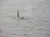 whale002.JPG