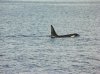 whale003.JPG