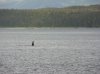 whale003b.JPG