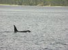 whale004.JPG