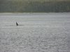 whale003c.JPG