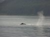 whale005.JPG