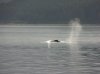 whale006.JPG