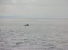 whale007.JPG