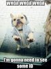 funny-dog-bouncer(2).jpg
