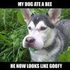 Funny-Animals-with-Captions-10(1).jpg