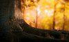 46349-butterfly-in-sunset 1280x800-na.jpg