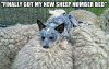 25SheepNumberBed-1(1).jpg