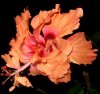 orange hibiscus3.jpg