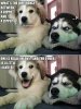 Funny-dog-telling-a-stupid-joke-1(1).jpg