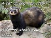 bb32b2968ab375a6f2e53d514d9f886f--funny-ferrets-fe.jpg