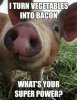 Funny-Pig-Meme-Whats-Your-Super-Power-Image(2).jpg