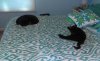 IMG_20170910_141136_083.jpg