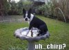 Funny-animal-30-1(1).jpg