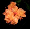 orange hibiscus photo.jpg