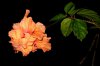 orange hibiscus8.jpg
