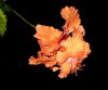 orange hibiscus6.jpg