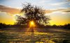 the_sunset_tree-wallpaper-1280x800.jpg