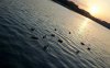 22799-mallards-on-the-lake-1280x800-animal-wallpap.jpg