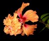 orange hibiscus2.jpg