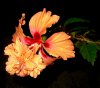 orange hibiscus4.jpg