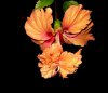 orange hibiscus5.jpg