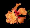 orange hibiscus7.jpg