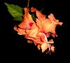 orangehibiscus4.jpg