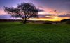 21752-tree-in-the-sunset-light-1280x800-nature-wal.jpg
