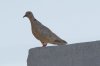 DSC_2840_DxO.jpg