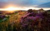 37127-sunset-above-the-purple-flowers-1280x800-nat.jpg
