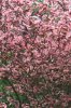 RGarden 081.JPG