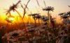 daisies_at_sunset-wallpaper-1280x800.jpg