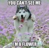 image.jpeg