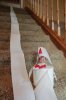 900x900px-LL-4dbd4ac6_IMG_6802-2.jpg