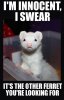 db2f9acfbecad0e1423d262b1c3cba96--funny-ferrets-adorable-animals.jpg