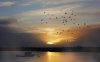 22577-birds-flying-into-the-sunset-1280x800-animal.jpg