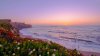 sunset-above-a-coast-filled-with-colorful-flowers-.jpg