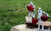 16642-stormtroopers-holding-cherries-1280x800-phot.jpg