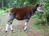 okapi.jpg