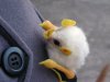 honduran_white_bat_brooch_by_creturfetur-d31vp1g[1].jpg