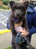 chubby-puppies-bear-cub-look-alikes-21__605.jpg