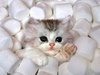 6f4e772896853faeeea4f0f996b33128--adorable-animals-adorable-kittens.jpg